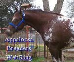 Appaloosa Breeders Network